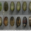 lyc thersamon pupa9 volg4